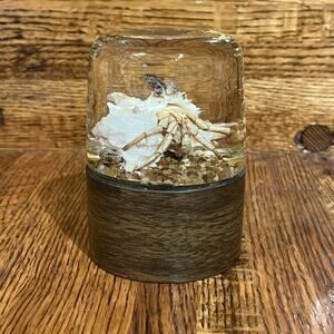 Vintage Nature Gems Educational Embedments Real Hermit Crab In Glass Paperweight